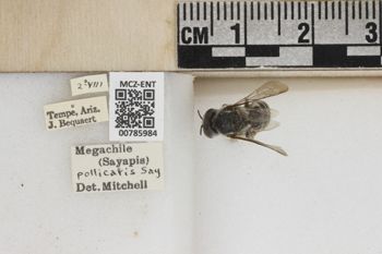 Media type: image;   Entomology 785984 Aspect: Labels
